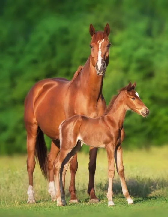Mare and foal