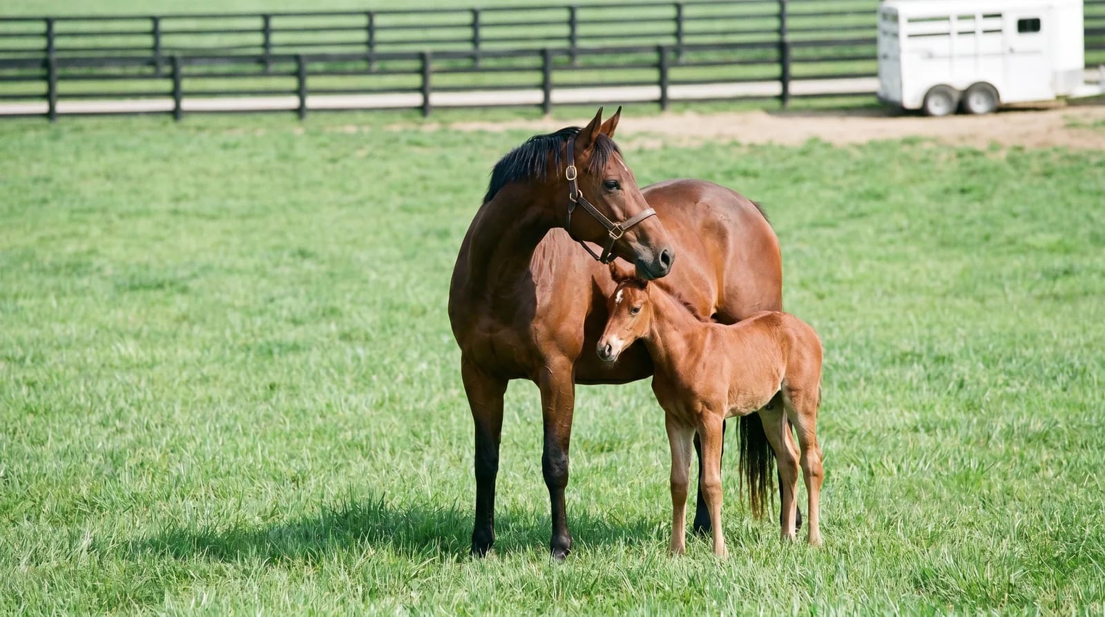 Mare and foal.